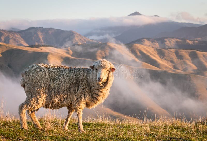 SamaHoole's tweet photo. Every fibre a human being wore before 1935 came off an animal or out of a field.

Wool, linen, silk, leather, cotton, fur, hemp. Ten thousand years of it and nothing else.

Nylon arrived in 1935, from a DuPont laboratory, made out of coal and air.

Polyester followed in 1941, out of oil.

The fleece jacket arrived in 1979, spun from the same plastic as a fizzy drink bottle.

Polyester is now more than half of every fibre made on earth.

Every wash sends a few hundred thousand fragments of it down the drain.

In 2020 they found plastic in the human placenta.

In 2022 they found it in blood.

In 2024 they found it in the testicles of every man they tested.

In 2025 they weighed it in the brain and found the equivalent of a plastic spoon.

Meanwhile, in 2023, a Swaledale fleece off a Yorkshire hill fetched 5p a kilo.

Shearing her cost the farmer close to £2. He paid to have her wool taken away.

This year is the best wool year in a decade, and a fleece will just about cover the man who took it off.

The only fibre on earth that grows back every summer, insulates when wet, refuses to burn and rots quietly in a field when you are finished with it, is worth less than the labour of removing it.

The one they found in your blood is £200 a jacket.

The sheep has not been informed.