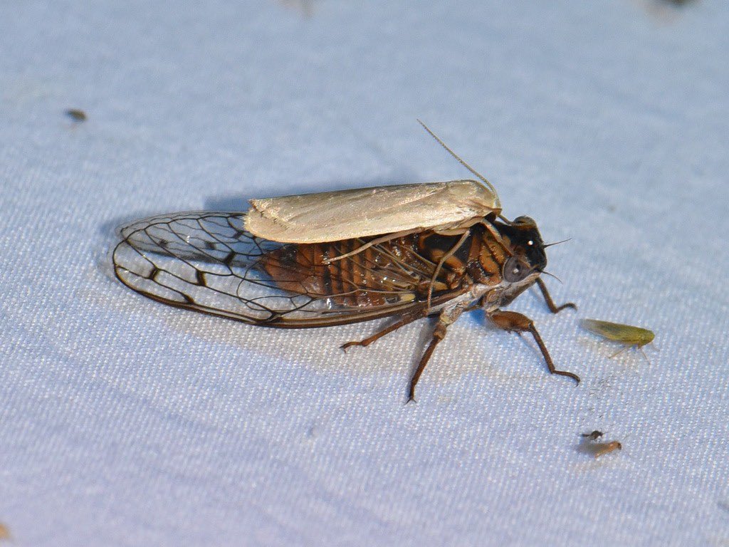 c1cadoidea's tweet photo. Little Mesquite Cicada (Pacarina puella) 
giving a ride to Crambidia myrlosea
🇺🇸 

https://t.co/MniRmkAE4v https://t.co/RIOxQtm1x7