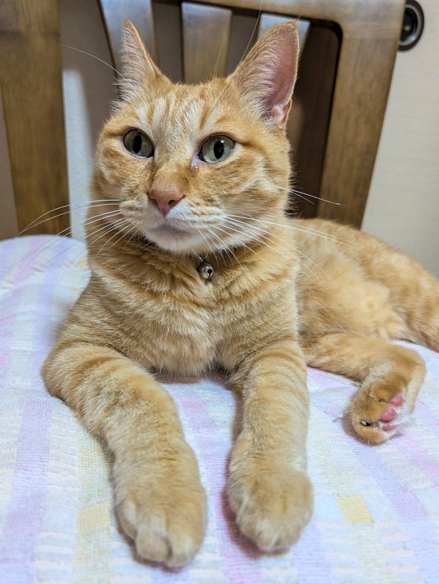purinlala's tweet photo. 社長です。 https://t.co/oyMkEiI0UZ