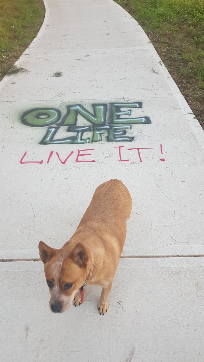 michell53043710's tweet photo. A bit of footpath wisdom on a Friday 🐕🦺
#truethat https://t.co/BqCscMTOGn