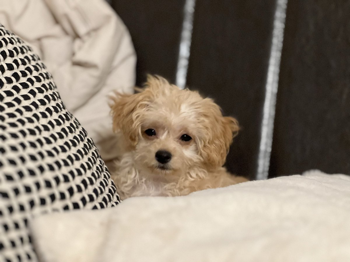 wow_prr's tweet photo. 柔和な笑みを浮かべる犬 https://t.co/BIaTADRXqI