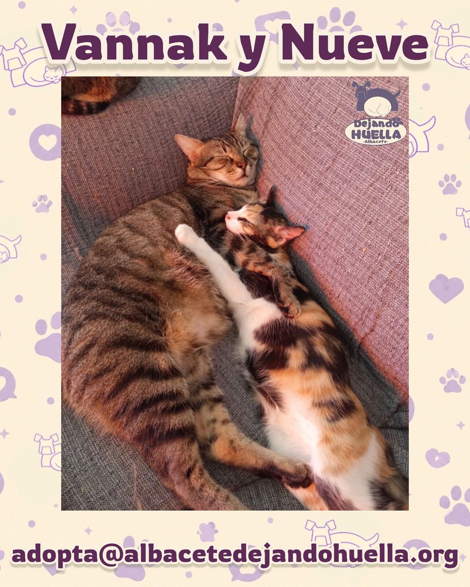 DejandoHuellaAB's tweet photo. 🐾 VANNAK Y NUEVE EN ADOPCIÓN 🛋️✨
Pura ternura. Vannak (el grandullón) y Nueve (la pequeñita tricolor) duermen así de abrazaditos en su casa de acogida. 🥹💤
Son especiales, dulces y buscan su familia definitiva. ¿Les das un hogar?
📩 adopta@albacetedejandohuella.org
¡RT! 🔁 https://t.co/AZ6HeAyfEi