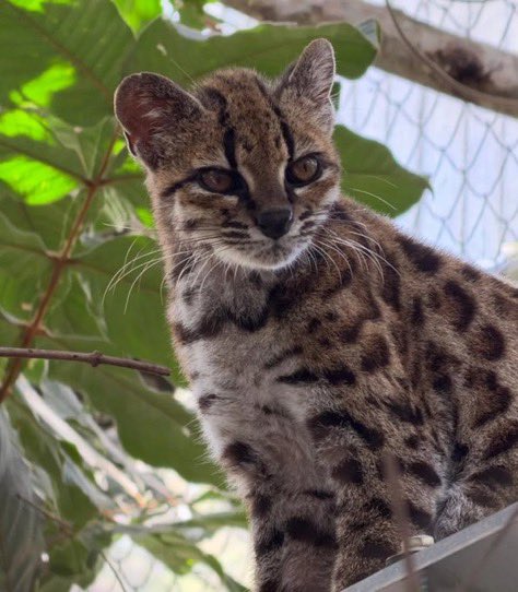 catoftoday's tweet photo. Cat of the day: Tilcayo
(Leopardus tilcayo)

found in: Bolivian Yungas, Bolivia (endemic)
habitat: montane cloud forests between the Andes and Amazon
eats: small rodents, birds, and invertebrates
status: endangered / scarce https://t.co/SZQvQ36ulw