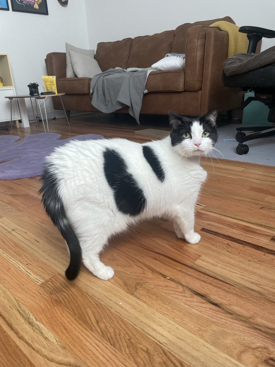 you_effo's tweet photo. New foster is a big bitch. Meet Pudge 🐄 https://t.co/8wBn74c8Hr
