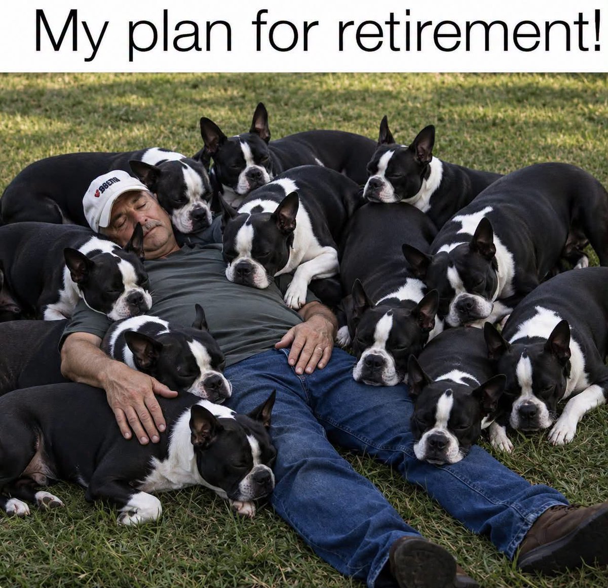 bterrierdogs's tweet photo. #retirement #bostonterrier #bostonterriers #dogs https://t.co/ICQovRhzrj