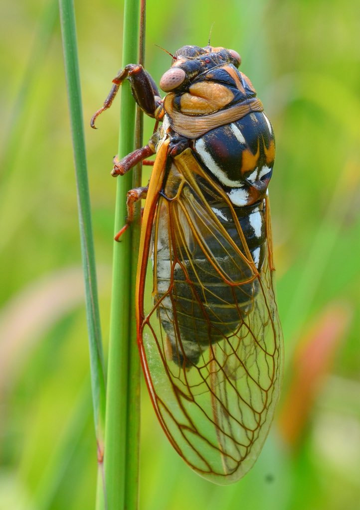 c1cadoidea's tweet photo. Bush Cicada (Megatibicen dorsatus)
🇺🇸 

https://t.co/ay6pBR4dKW https://t.co/KlgsRIR4R3