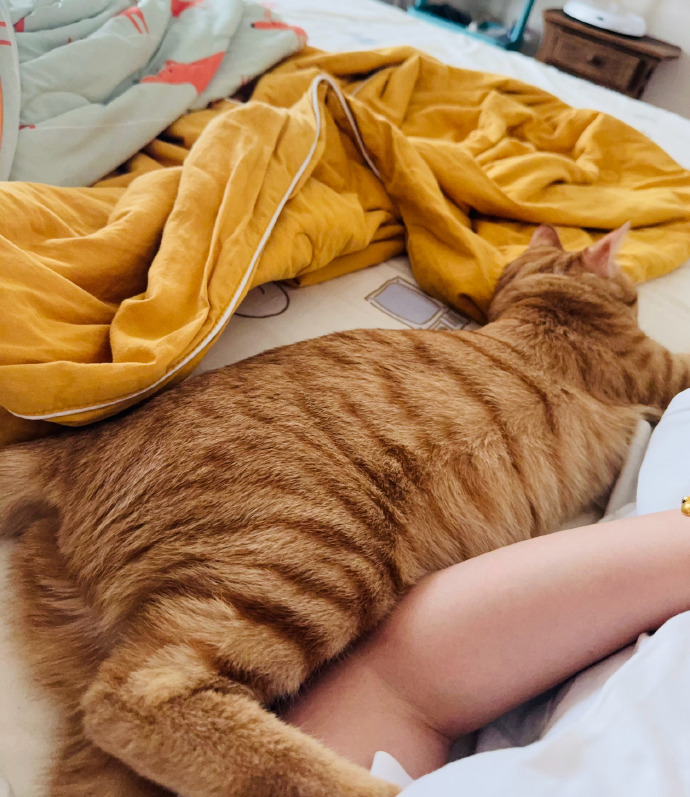 sweey973850's tweet photo. My rescue cat curled up in my lap during a tough day—this warm purr is the best therapy I’ve had today. Never underestimate the comfort of a furry friend by your side. https://t.co/3FYAYSrfjh