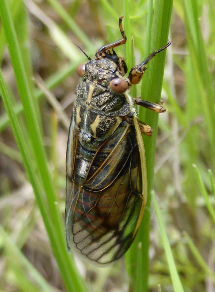 c1cadoidea's tweet photo. Whitewing Grassland Cicada (Afromelampsalta leucoptera)
🇿🇦
View observation for audio file
https://t.co/zKQEItmbYV https://t.co/BBWiHX9bNw