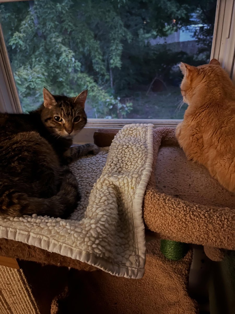 noraramireznsfa's tweet photo. I only had to work for an hour today, but the most important thing was leaving Daniel where his heart is: purring contentedly beside Mimi, watching birds through the window. Knowing their time together is short, that mattered more than routine. https://t.co/qkZkzF7zql
