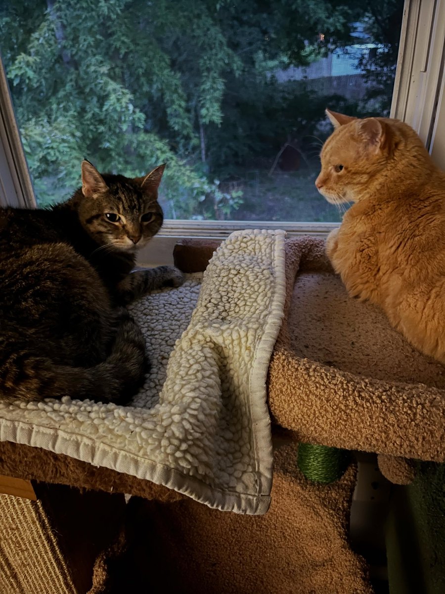 noraramireznsfa's tweet photo. I only had to work for an hour today, but the most important thing was leaving Daniel where his heart is: purring contentedly beside Mimi, watching birds through the window. Knowing their time together is short, that mattered more than routine. https://t.co/qkZkzF7zql