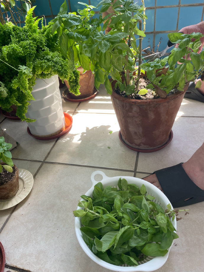 peacc435985's tweet photo. My tiny balcony is now a thriving herb garden—fresh basil for my pasta, mint for tea, small changes make big days. https://t.co/gz2Zu9BhVM