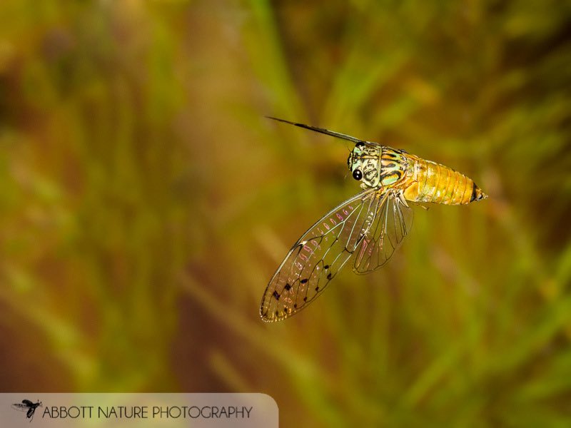 c1cadoidea's tweet photo. Hieroglyphic Cicada (Neocicada hieroglyphica)
🇺🇸 

https://t.co/xjMElGHdJP https://t.co/kDqrartNZC