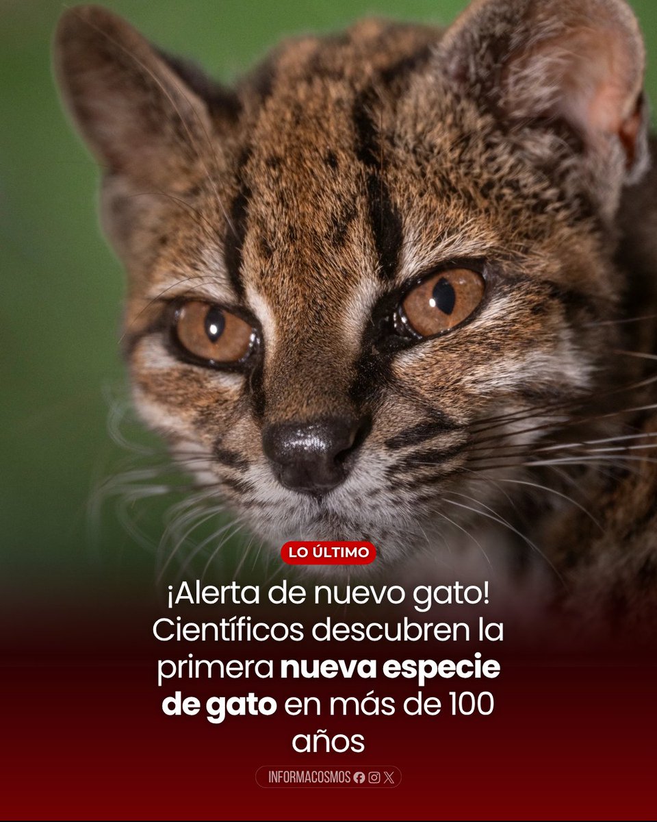 InformaCosmos's tweet photo. 🇧🇴 LO ÚLTIMO: ¡Alerta de nuevo gato! Científicos descubrieron una nueva especie de felino en Bolivia, la primera descrita en más de 100 años.

El nuevo gato, llamado tilcayo, vive en los bosques nublados de los Yungas y mide entre 42 y 50 centímetros de largo. Su existencia salió a la luz tras el análisis genético de 38 felinos del género Leopardus, que confirmó que se trata de un linaje distinto, separado del resto hace unos 1,4 millones de años.

El descubrimiento comenzó en 2016, cuando un cachorro llegó al refugio Senda Verde. A pesar del hallazgo, los investigadores señalan que todavía se sabe muy poco sobre su alimentación, reproducción y tamaño real de su población en estado silvestre.