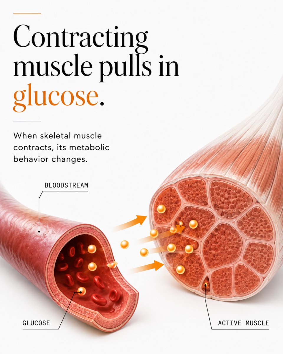 OmniaHealthS's tweet photo. A muscle contraction does more than produce movement.  

It also changes how muscle takes up fuel from the bloodstream.  

Here’s the metabolic side of movement.  1/5 https://t.co/glYCz9Cofs