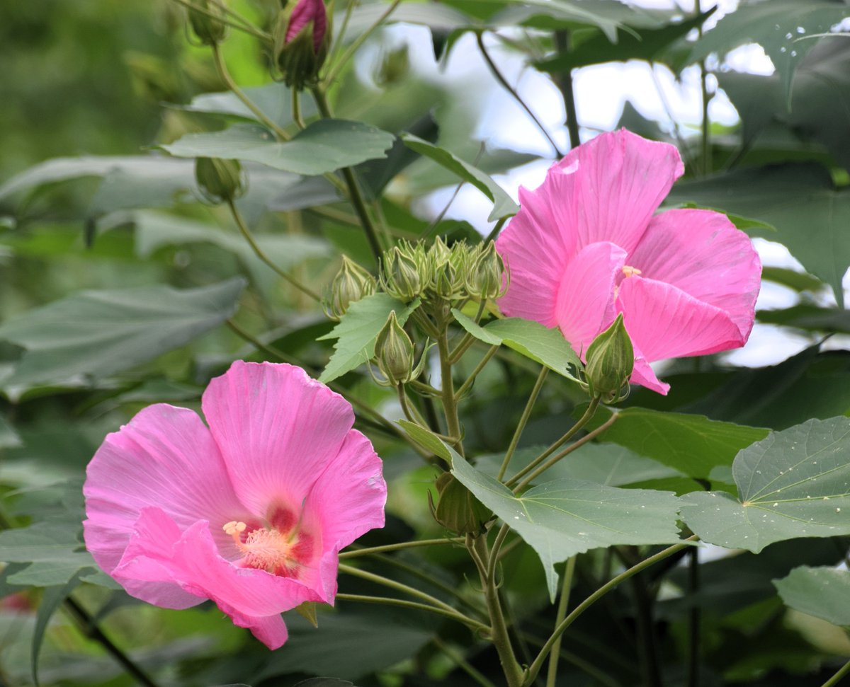 FnmUaz6bYZgMEKV's tweet photo. おはようございます🤗
花の美しく優しい感じから『芙蓉の顔』🌺
良き一日をお過ごしください🍀 https://t.co/z9gSIcUj6E