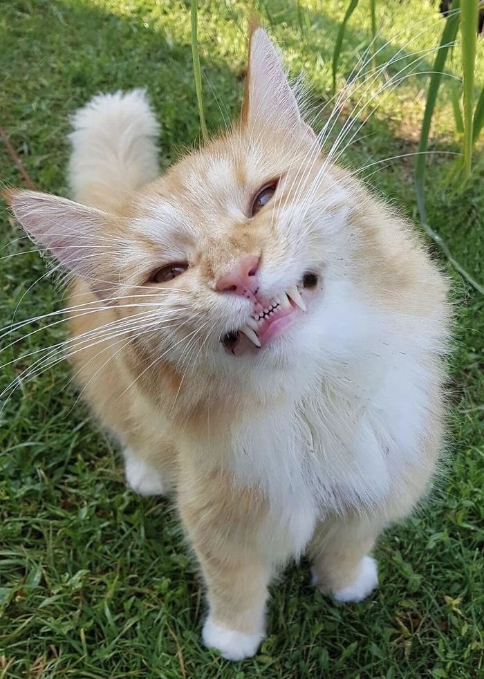 hollanovologist's tweet photo. BABY KITTY https://t.co/Iq8p1Aifs9
