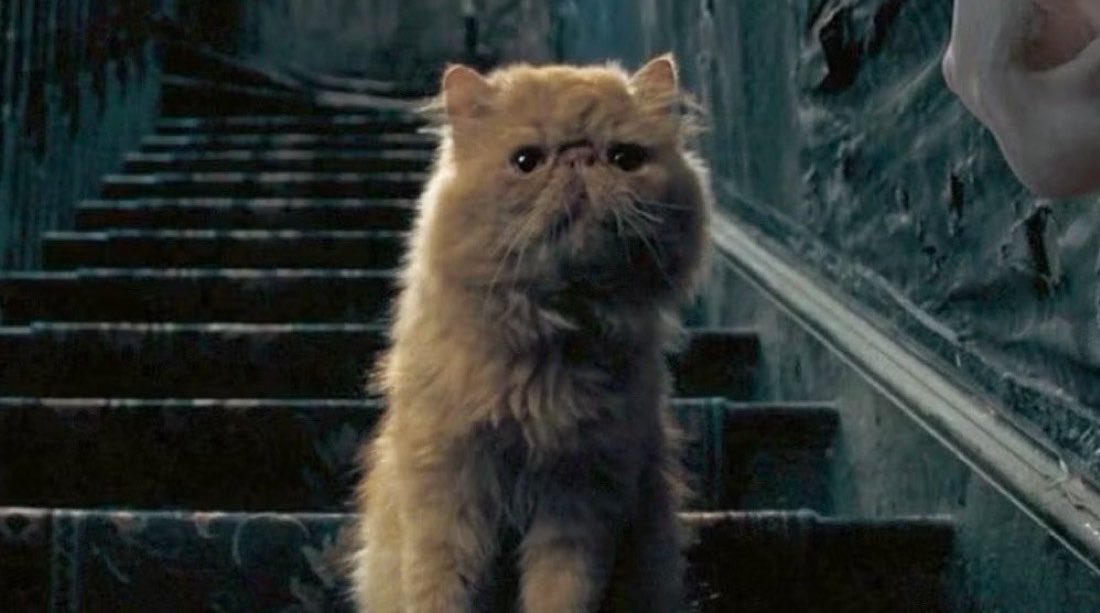 EiProfeta's tweet photo. Si Ron hubiera dejado que Crookshanks se comiera a Scabbers, probablemente, Sirius, Remus, Cedric, Fred, Tonks y Dobby, no habrían muerto y el héroe de la historia sería un gato. https://t.co/0SUAzOCms1