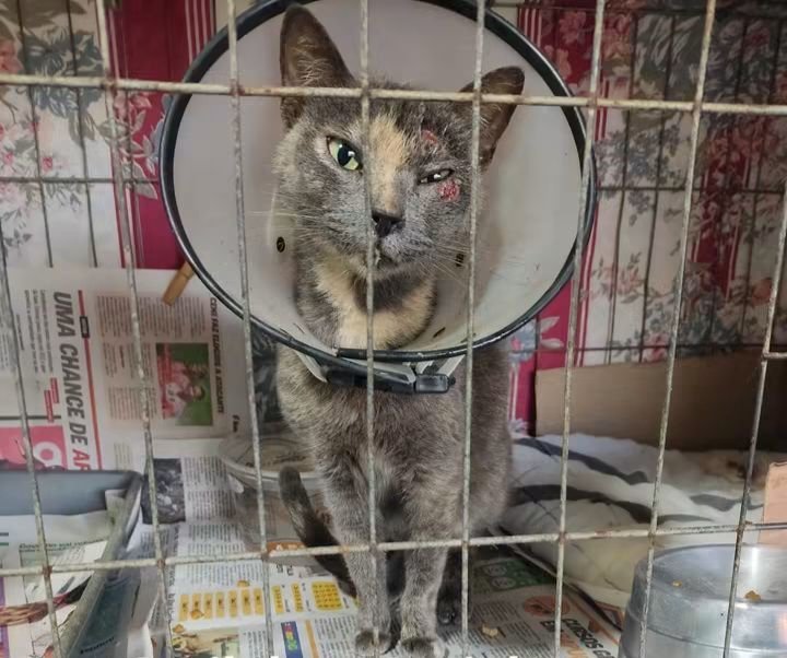 catskrys's tweet photo. Eu sei que muitos não gostam de gato, mais é uma vida que precisa de cura e sendo tratada ela pode ser adotada pra fazer alguém feliz. Se não puder ajudar com alguma quantia, pelo menos de um RT pra chegar a mais pessoas, todo tipo de apoio é importante para essa corrente do bem. https://t.co/Gy9bwt0bis