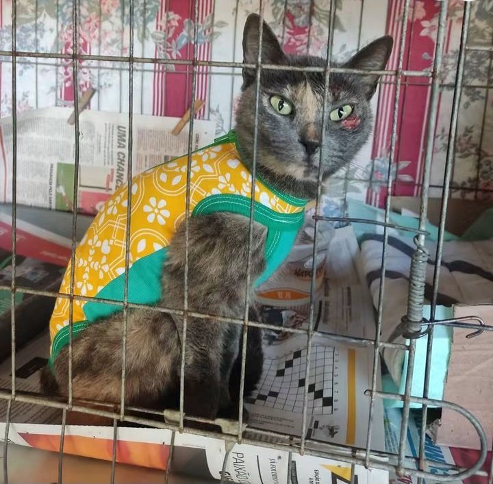 catskrys's tweet photo. Eu sei que muitos não gostam de gato, mais é uma vida que precisa de cura e sendo tratada ela pode ser adotada pra fazer alguém feliz. Se não puder ajudar com alguma quantia, pelo menos de um RT pra chegar a mais pessoas, todo tipo de apoio é importante para essa corrente do bem. https://t.co/Gy9bwt0bis