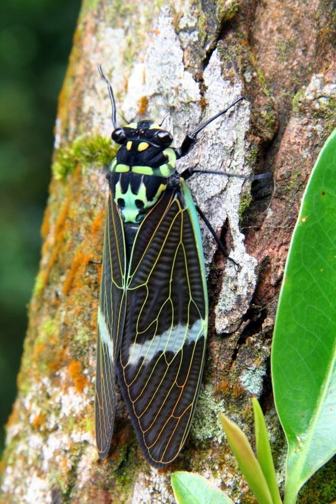 c1cadoidea's tweet photo. Formotosena maculata
🇻🇳 

https://t.co/WiPC5HZkCq https://t.co/d8O1uJzgL4