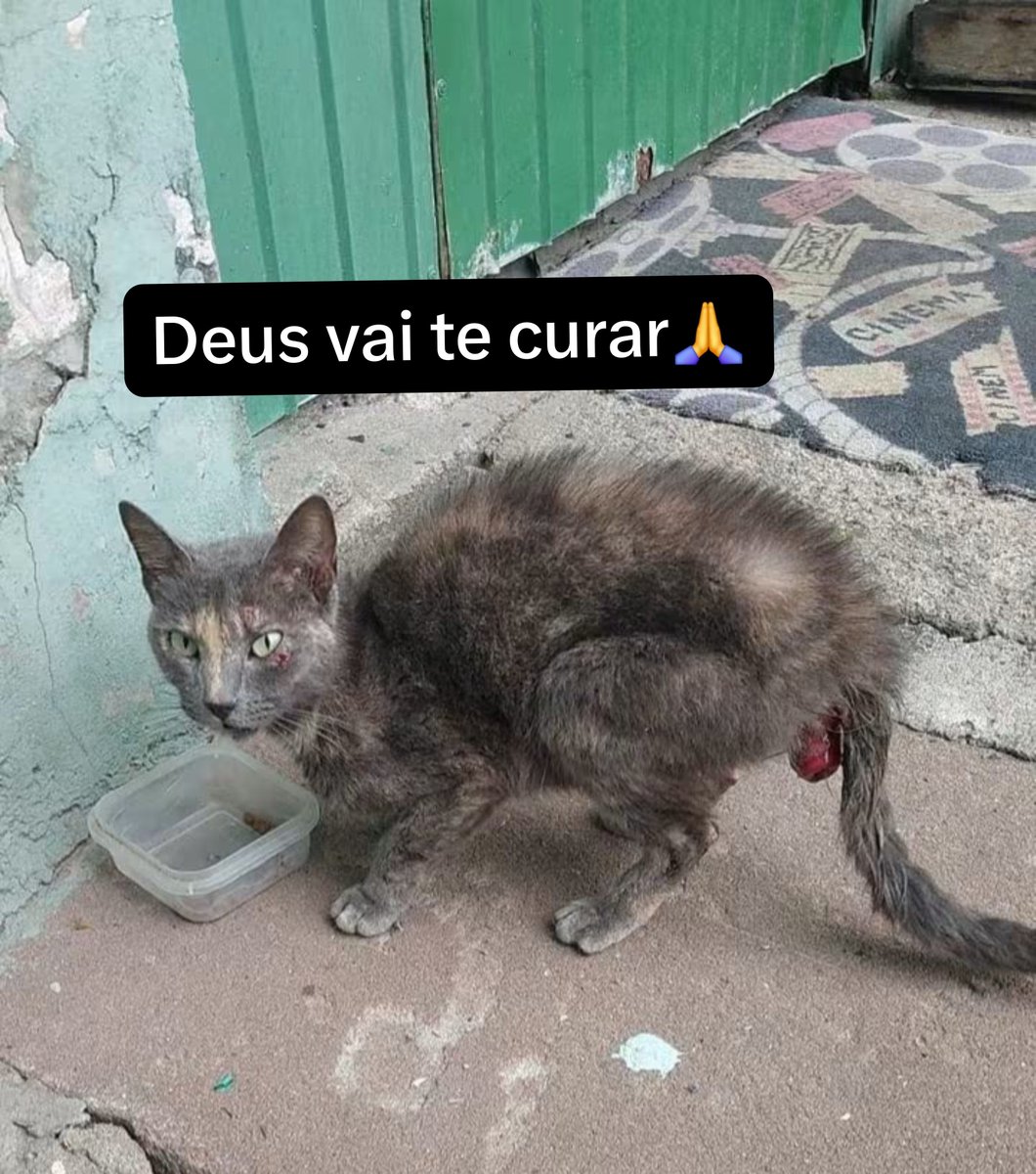 catskrys's tweet photo. Pessoal, gatinha krystina foi abandonada e diagnosticada com esporotricose, uma doença bastante agressiva e também com prolapso retal. Esporotricose é um fungo que causa lesões na pele que exige tratamento urgente que pode durar mais de 7 meses, venho aqui pra pedir apoio pra ela.