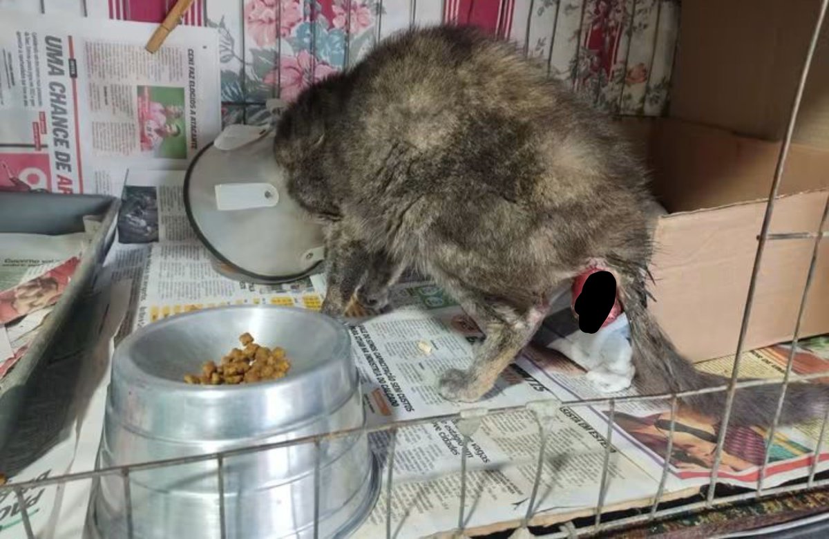 catskrys's tweet photo. Gente eu imploro e suplico por sua misericórdia para fazer o tratamento dela que vai custar R$ 3.590,00. Eu não consigo pagar tudo sozinha, pois sou assalariada e recebo muito pouco, mais com sua bondade e solidariedade sei que podemos salvar essa vida, se puder ajude na causa. https://t.co/S8nOq21zr0