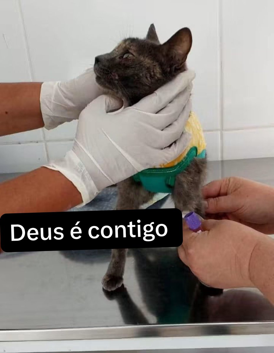 catskrys's tweet photo. Gente eu imploro e suplico por sua misericórdia para fazer o tratamento dela que vai custar R$ 3.590,00. Eu não consigo pagar tudo sozinha, pois sou assalariada e recebo muito pouco, mais com sua bondade e solidariedade sei que podemos salvar essa vida, se puder ajude na causa. https://t.co/S8nOq21zr0