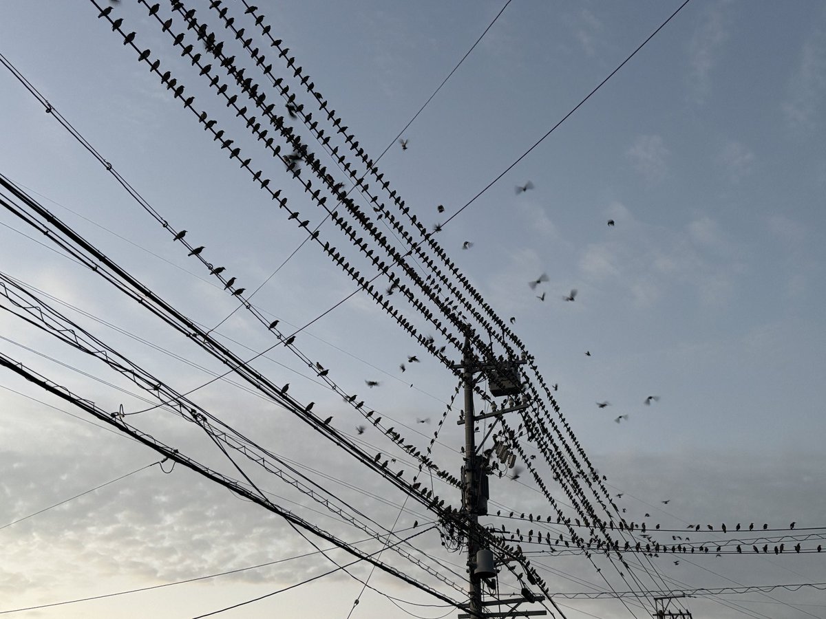sudayan40's tweet photo. 鳥の大群が、電柱を占拠してる！ https://t.co/s5zL4p50Oy