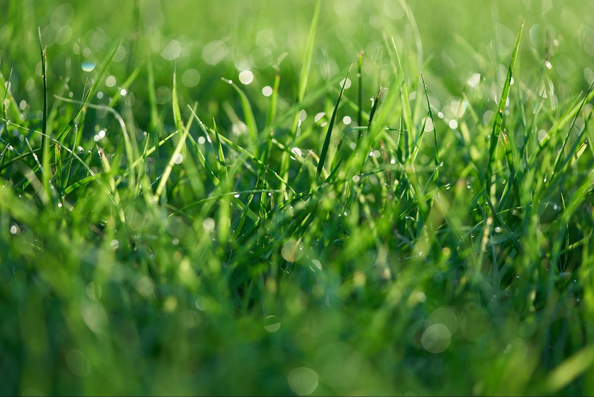 GLLandcare's tweet photo. Want a green, healthy lawn come spring?🌱

Take care of your home, lawn, and landscape now for the coming winter months with our fall treatments! 

☎️Call (810) 232-1133 to schedule your appointment or visit https://t.co/CJmI2ayuR2.

#gllandcare #falllawncare #lawncareservice https://t.co/lBexwVlhM2
