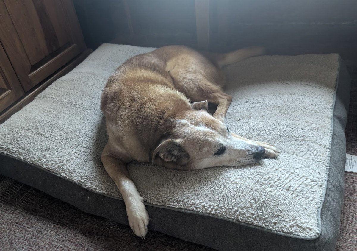 LolaPatolla's tweet photo. Sweet senior Callie (fka Ester) would like ta announce she’s been ‘dopted!!!
After getting some much needed vet care, she went to a wonderful home where she is already loved ♥️! https://t.co/nbMVJLA0vO