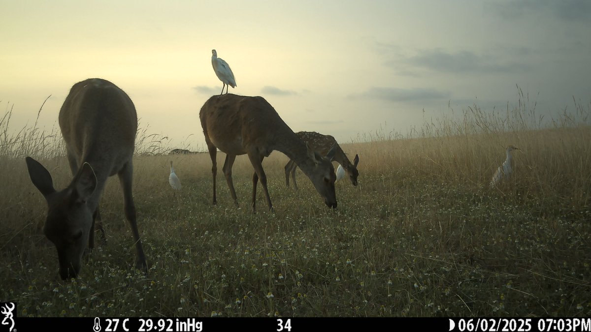 Trail_Cams's tweet photo. https://t.co/GcLxVsXZIA