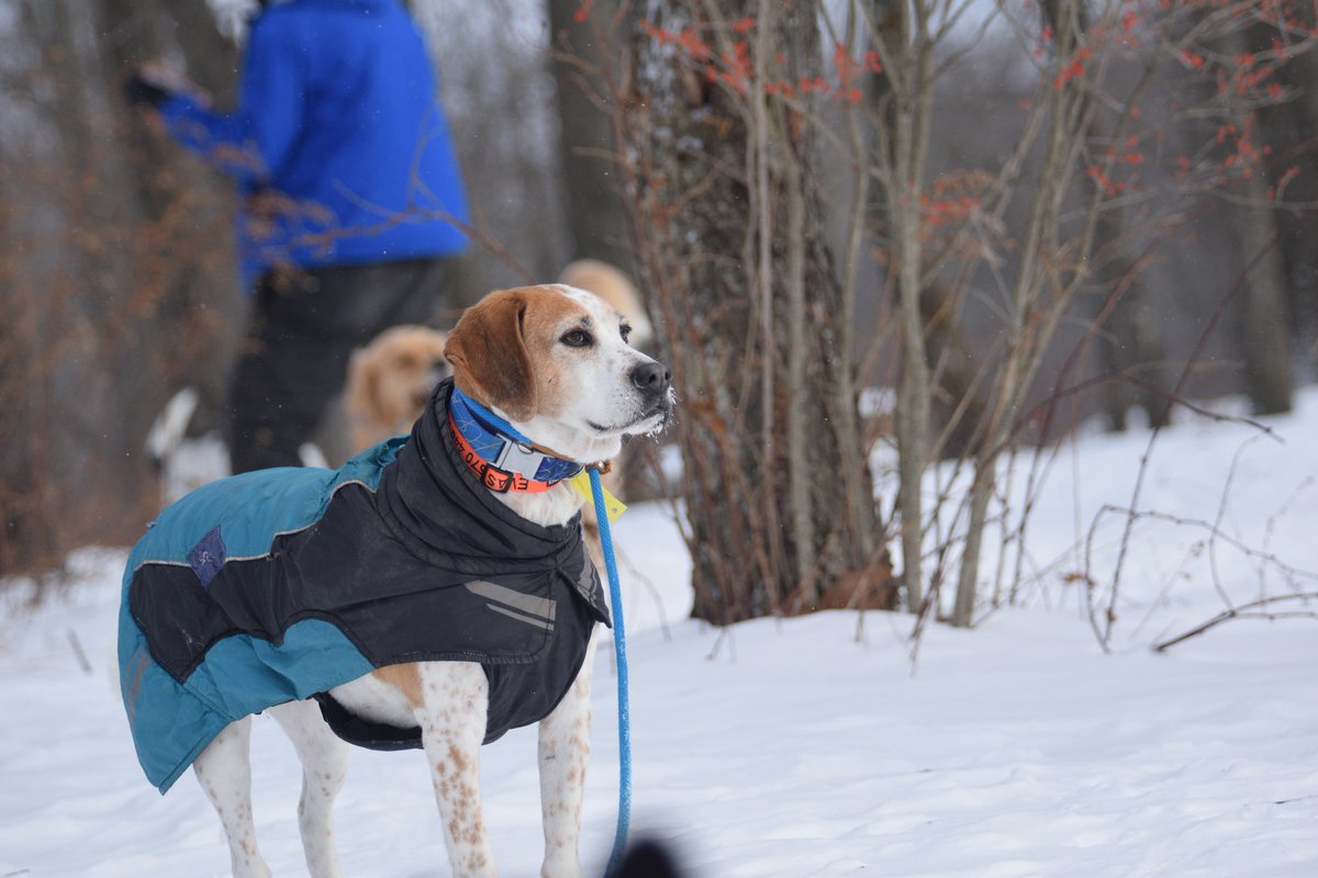 laylaclarkypesh's tweet photo. At first: cautious sniffing—“this smells suspicious. ”
Five seconds later: full-speed sprints, face-first snow plows, and zero recall. The fields are officially mapped with paw prints, nose trails, and unexplained body slides. Winter is approved. https://t.co/IeQDvstWfp