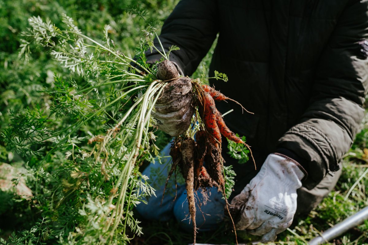 MangaroaFarms's tweet photo. Learn some garden skills alongside Cam, our market garden wizard. This full season of garden education workshops will run monthly until May, starting this weekend.

Sign up: https://t.co/CdX4InjTJ3  🌱

#mangaroafarms #alwaysbeplanting #knowyourfarmer https://t.co/fpdPikz8V4