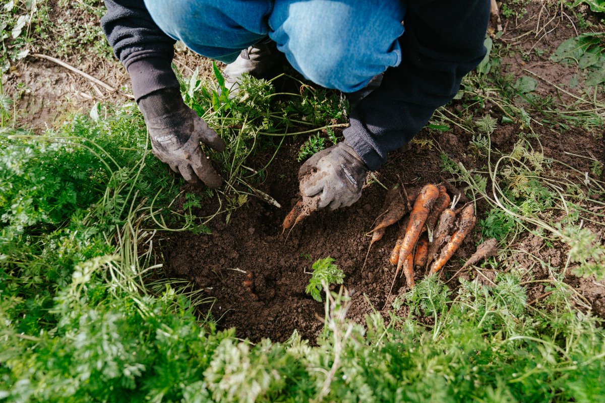 MangaroaFarms's tweet photo. Learn some garden skills alongside Cam, our market garden wizard. This full season of garden education workshops will run monthly until May, starting this weekend.

Sign up: https://t.co/CdX4InjTJ3  🌱

#mangaroafarms #alwaysbeplanting #knowyourfarmer https://t.co/fpdPikz8V4