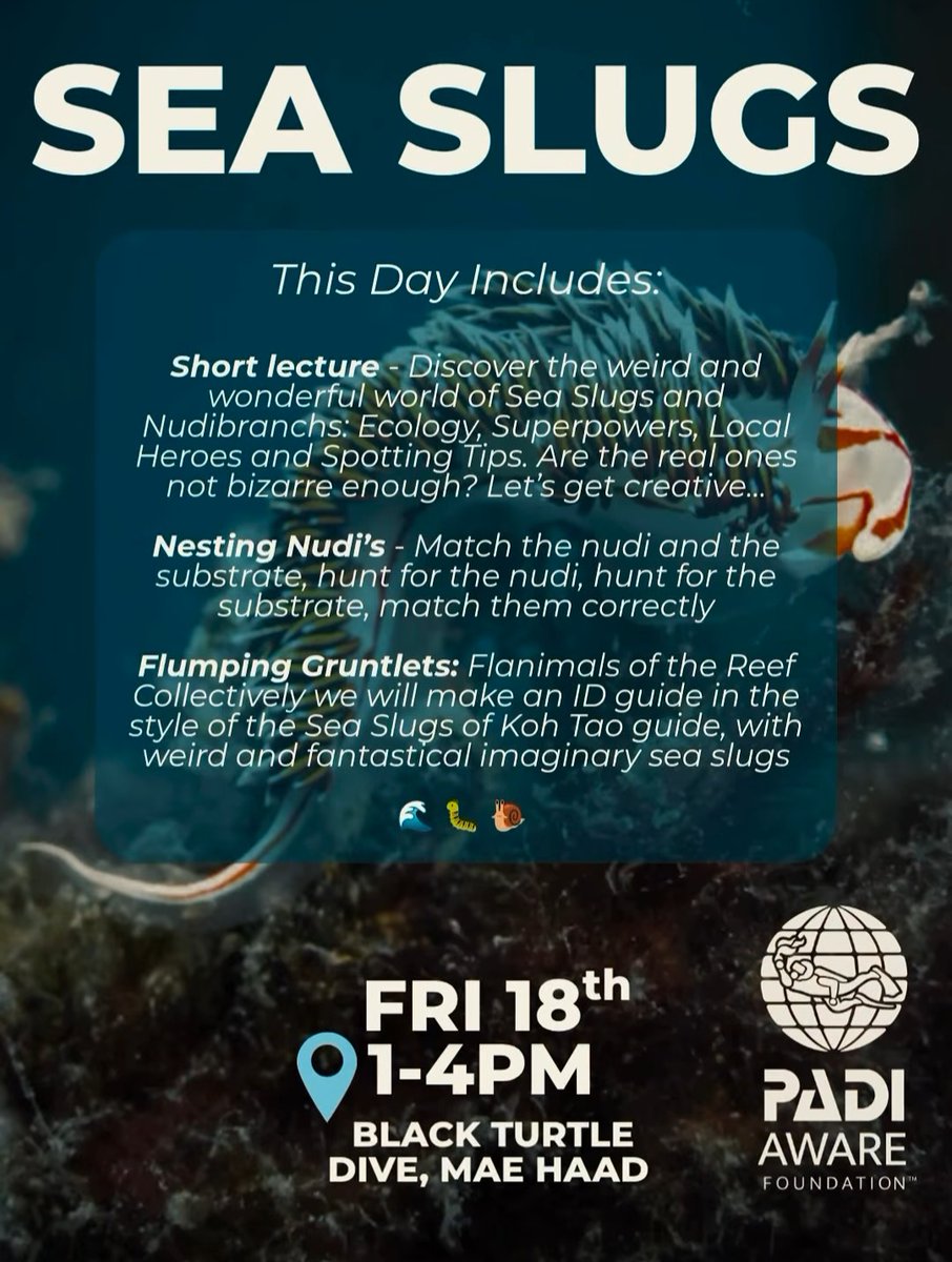 ecokohtao's tweet photo. PADI AWARE Week at #blackturtledive. Fri 18th (1-4 PM): Sea Slugs - Uncover the weird world of nudibranchs, their superpowers, and top spotting tips. https://t.co/1xKJb4H1Bs #seaslugs #survey #AWARE #PADI #monitoring #conservation #nudibranch https://t.co/ltT83QK8jz