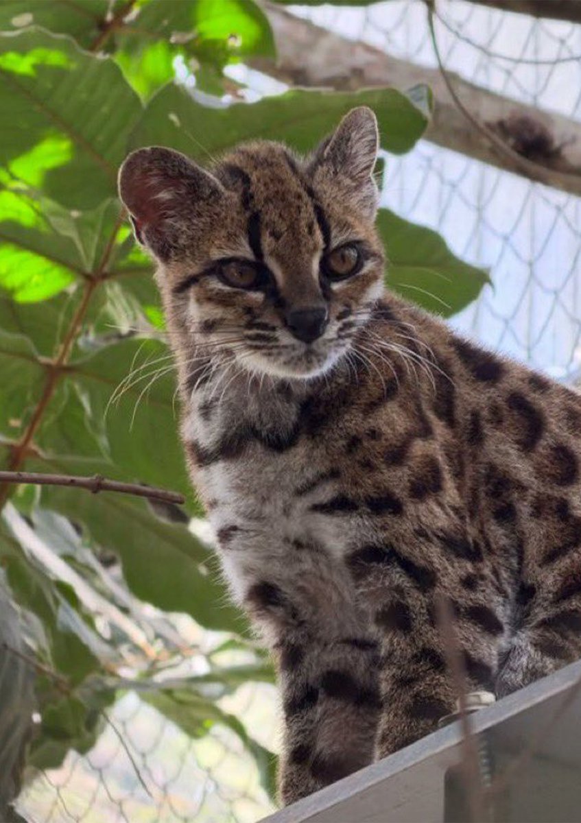 InternetH0F's tweet photo. A new cat species has been discovered for the first time in over 100 years 

Just smaller than a normal housecat with leopard-like spots, the proposed name is Leopardus tilcayo that currently lives in the Bolivia Yungas forest https://t.co/rhjTtZMNiq