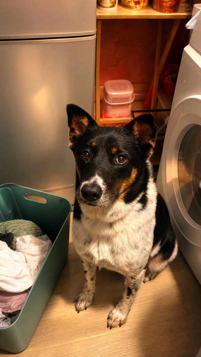 gracejohnsonh3v's tweet photo. POV: I’m Bibi, and it’s Friday. My human suddenly said it’s time to tidy the house. I knew immediately—it was time for the Brown Sugar Prince to take over patrol duty. Today’s inspections
Laundry basket: Any missing-sock smells? By the fridge: Any https://t.co/ky19cKsqHU
