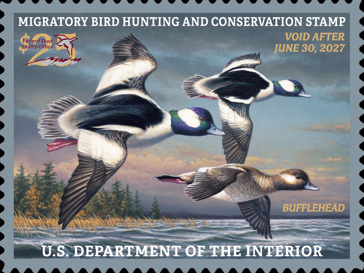 USFWS's tweet photo. Every year, hundreds of talented artists submit their work to see if it can become the symbol for one of the most successful conservation tools in American history. Since 1934, federal Duck Stamp sales have raised more than $1.3 billion to conserve millions of acres of vital wetland habitat for migratory waterfowl.