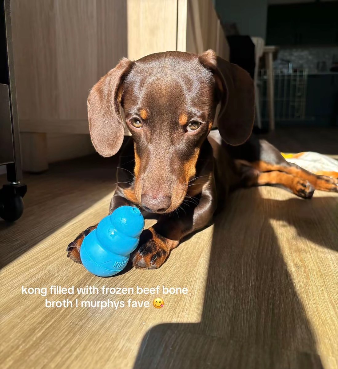 rileymitchellu0's tweet photo. Some enrichment activities we do with Smurphy, especially when it’s too hot for walks! What else does everyone do? https://t.co/7RwzhdXo1q