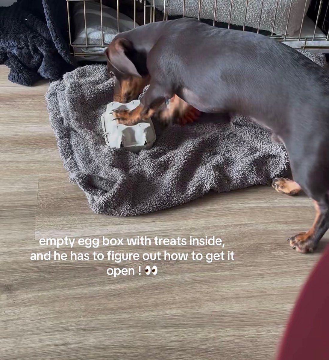 rileymitchellu0's tweet photo. Some enrichment activities we do with Smurphy, especially when it’s too hot for walks! What else does everyone do? https://t.co/7RwzhdXo1q
