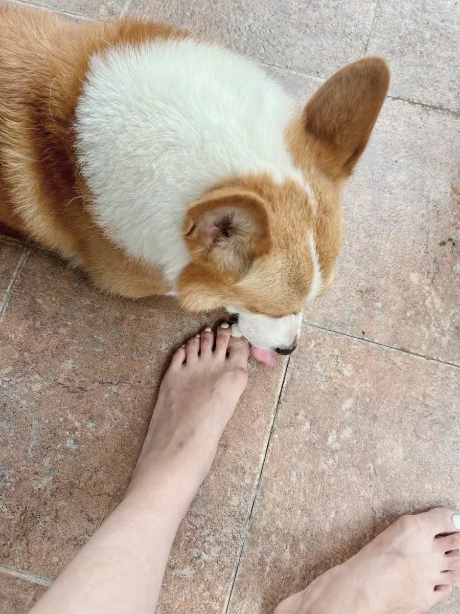 luckq888964's tweet photo. Nothing beats coming home to a wagging tail and fuzzy cuddles  Best part of every day is with my fur baby!， https://t.co/YomOIW1lcT
