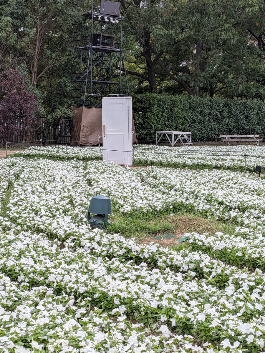 nancoro601's tweet photo. おはようございます
今日のお花ニチニチソウ
たぶん合ってる、？
今日もお出かけの皆さん
気を付けて行ってらっしゃいませ👋🌿
　2026年9月18日金曜日☁️⛅ https://t.co/zJoYzYrZZL
