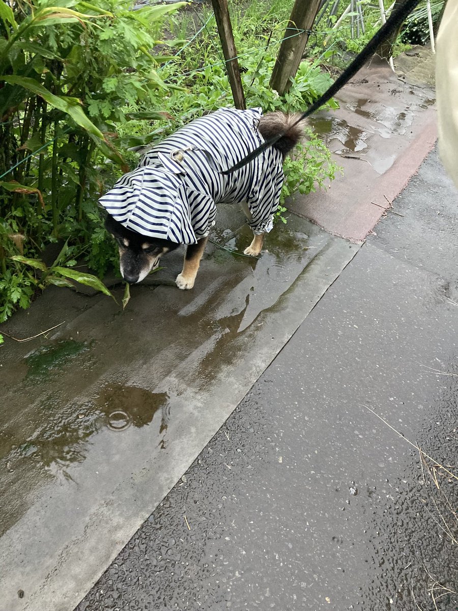 Za3K44's tweet photo. 雨が続きすぎてダルい🥱〜☆ https://t.co/lMR9KfsZzO