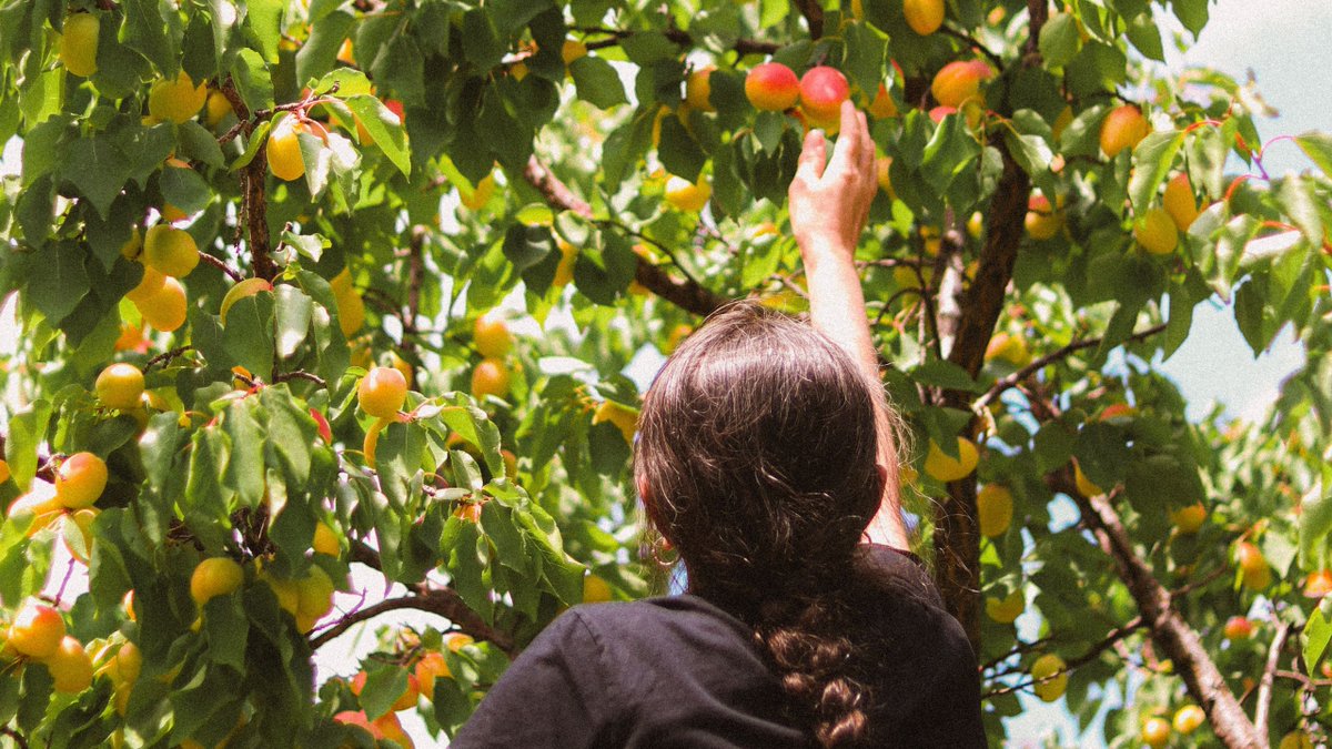 MyOCN's tweet photo. Saint Paul says, in regard to the Fruit of the Spirit, there is no law (Galatians 5:23). It is never wrong to love, or to be kind, or gentle. Sin can be defined as the absence of love.
https://t.co/KvylUcXqrb
#fruitsofthespirit #Christianity #ChristianLove #sin #faith https://t.co/EAVeSW9d0C
