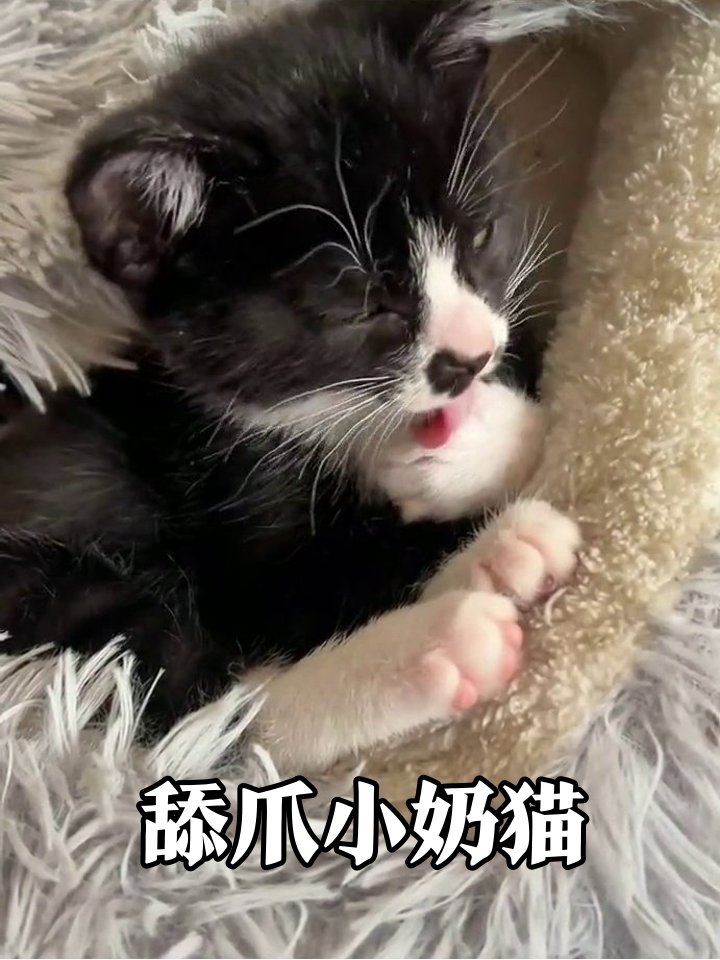 86tkDqgOZKDK5Al's tweet photo. My fluffy tabby just hit 6 months old—from a tiny mewling ball that fit in my palm to a zooming, treat-obsessed chaos gremlin who steals my socks daily. Love every messy, growing second with this little legend! https://t.co/tPJKOtsgCY