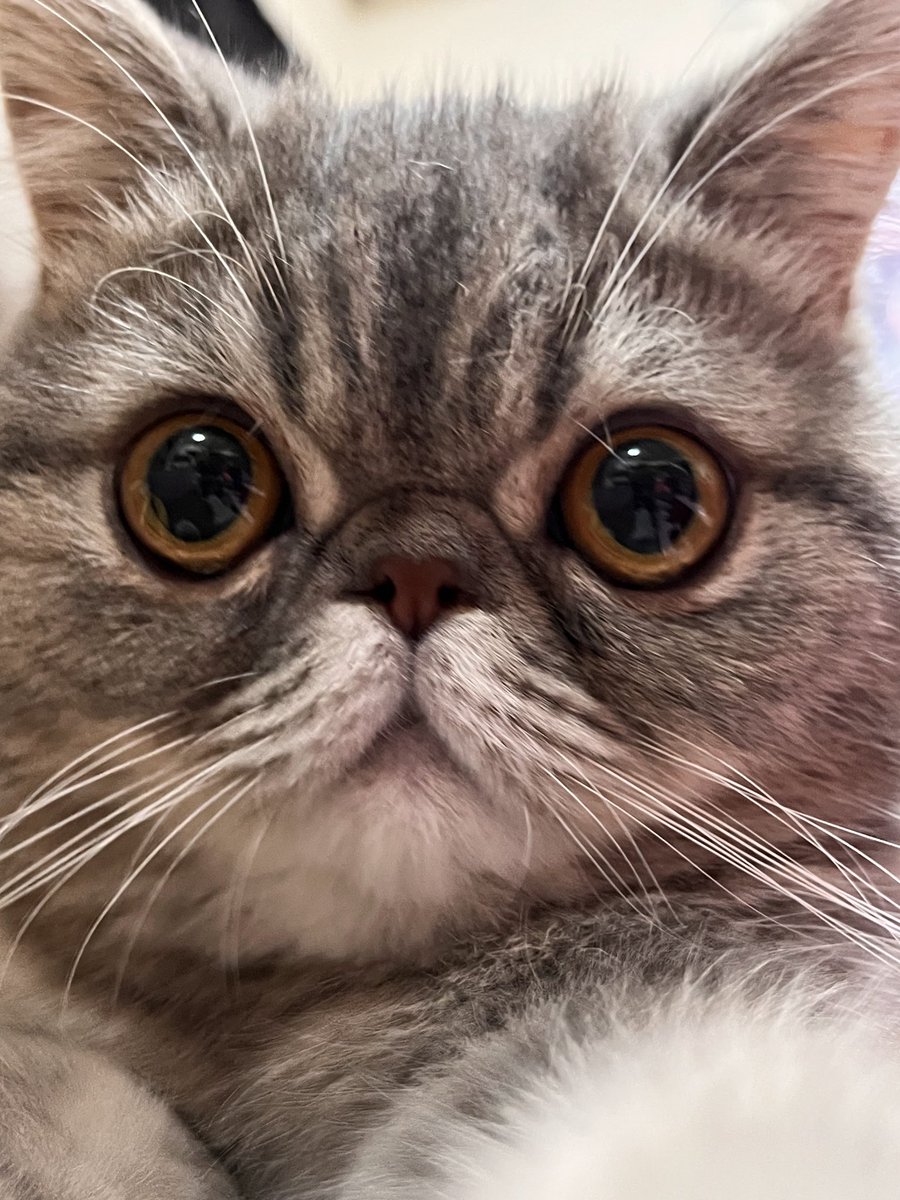 noritaro3333's tweet photo. おはようございます
ぽこちゃん
術後元気になりました
絶好調😽 https://t.co/EefocAKuBZ