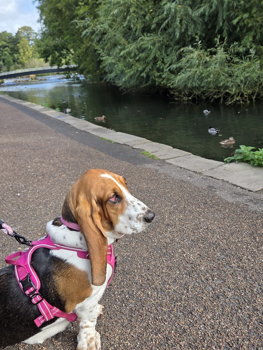RubyMonster's tweet photo. Bakewell Ducks and a Basset ❤️ Beryl out and about today https://t.co/6sIrikrmT6