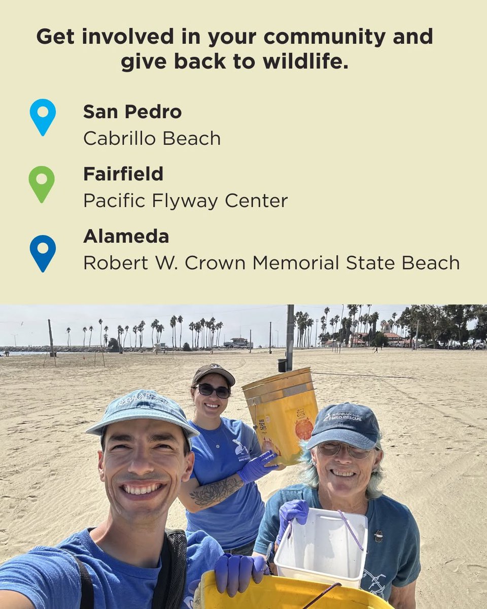 IntBirdRescue's tweet photo. Every action matters for birds. This #CoastalCleanupDay, Bird Rescue is teaming up with community members and local partners across California to care for the places birds call home. Join us this Saturday and lend a hand for the birds! https://t.co/dNj8RUojlU