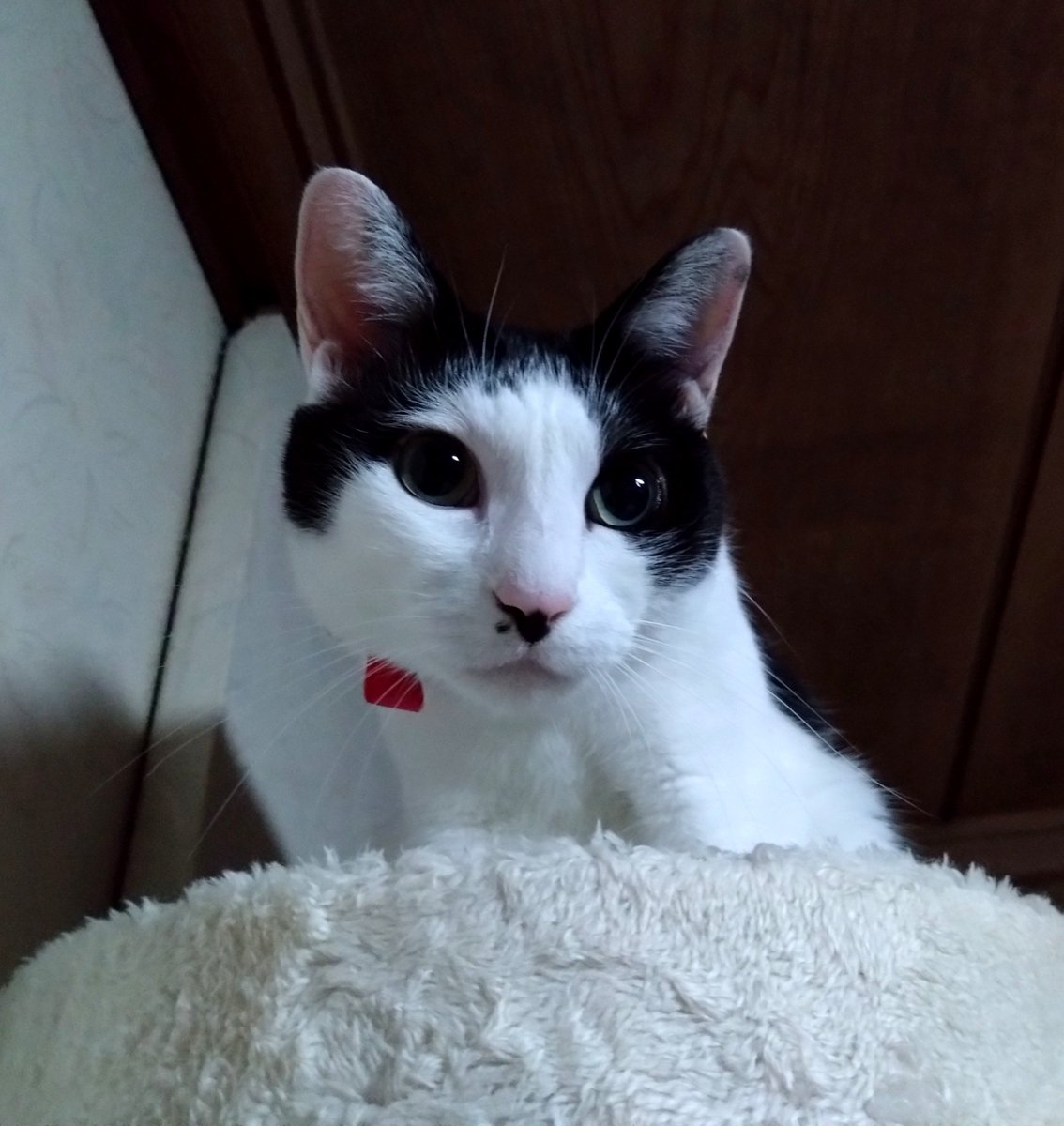 ryotachiiko's tweet photo. おはニャーン☁

朝4時、目覚めたらタワーの1番上から見下ろしてるちーこがいました🐱
あまり人気のないタワーなんだけど登ったのね☺

もう金木犀が咲いてる季節になりました✿フワッと良い香りがしますネ💕1年で1番好きな季節です😍
今日もヨロシクお願いしますネ☺🌿
#猫のいる暮らし #猫 https://t.co/UqcoaMPQDN