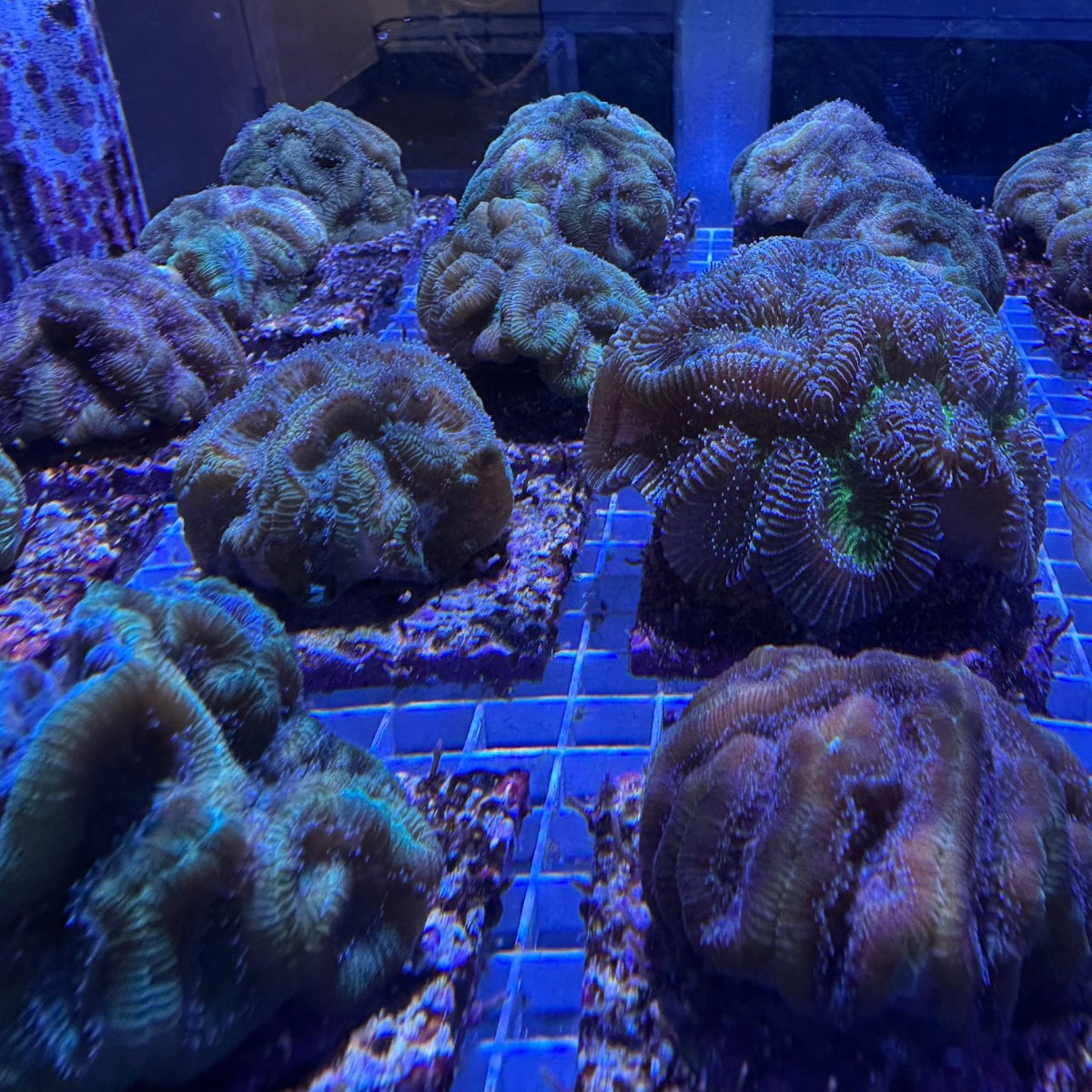 FrostScience's tweet photo. Our newly renovated Marine Conservation WetLab is here! 🪸 Get up close with corals and jellies, meet our scientists and learn about the work being done to protect Florida’s Coral Reef. See it for yourself on Level 5! 🌊 https://t.co/5wQovAPhOi